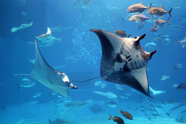 Coral-Reef-Snorkel-Adventures-e1504455806145