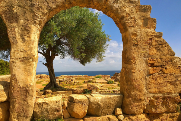 tipaza-alzir2